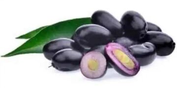 ನೇರಳೆ ಹಣ್ಣು: ಆಯುರ್ವೇದದಲ್ಲಿ ಜಾಮೂನ್ ಹಣ್ಣನ್ನು ‘ಅಮೃತ’ ಎಂದು ಏಕೆ ಪರಿಗಣಿಸಲಾಗುತ್ತದೆ